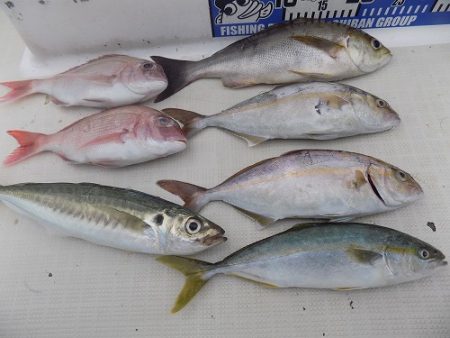 フィッシングボート空風（そらかぜ） 釣果