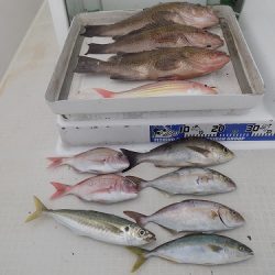 フィッシングボート空風（そらかぜ） 釣果