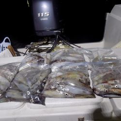 フィッシングボート空風(そらかぜ) 釣果