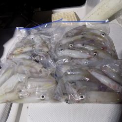 フィッシングボート空風(そらかぜ) 釣果