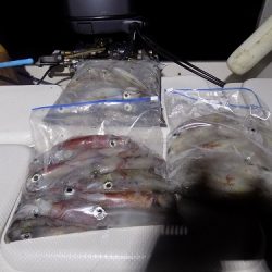 フィッシングボート空風(そらかぜ) 釣果