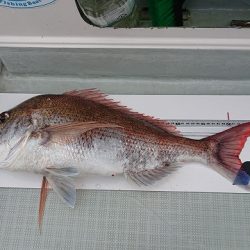 フィッシングボートACE(エース) 釣果