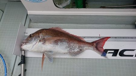 フィッシングボートACE(エース) 釣果