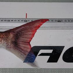 フィッシングボートACE(エース) 釣果