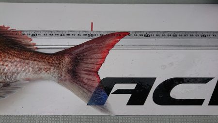 フィッシングボートACE(エース) 釣果