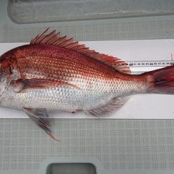 フィッシングボートACE(エース) 釣果