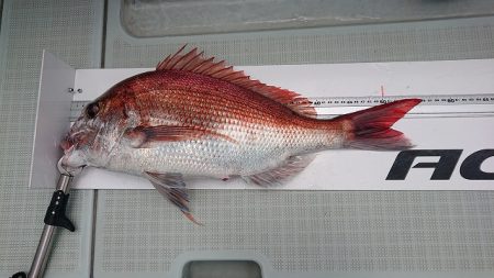 フィッシングボートACE(エース) 釣果