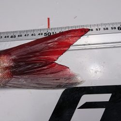 フィッシングボートACE(エース) 釣果