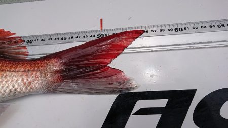 フィッシングボートACE(エース) 釣果