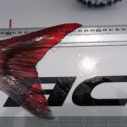 フィッシングボートACE(エース) 釣果