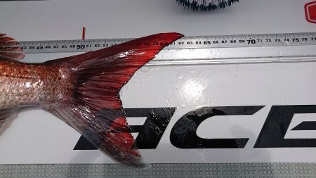 フィッシングボートACE(エース) 釣果