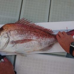 フィッシングボートACE(エース) 釣果