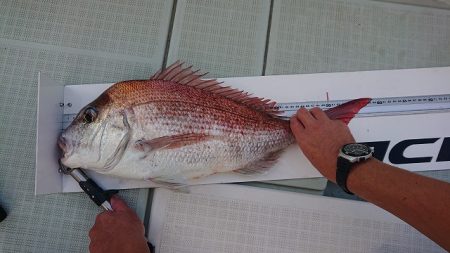 フィッシングボートACE(エース) 釣果