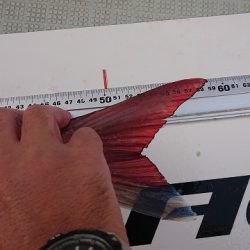 フィッシングボートACE(エース) 釣果