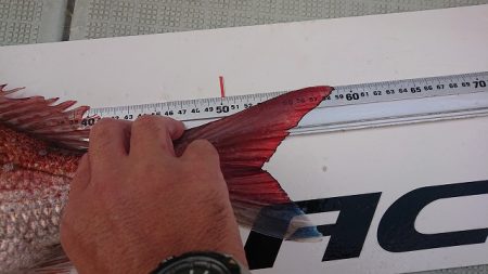 フィッシングボートACE(エース) 釣果