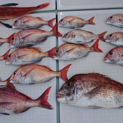 フィッシングボートACE(エース) 釣果