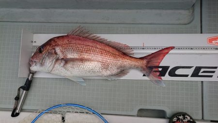 フィッシングボートACE（エース） 釣果