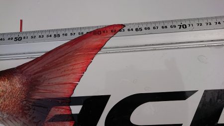 フィッシングボートACE（エース） 釣果