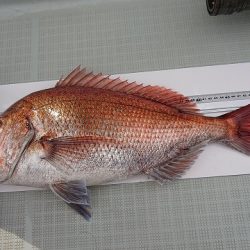 フィッシングボートACE（エース） 釣果