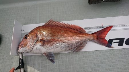 フィッシングボートACE（エース） 釣果