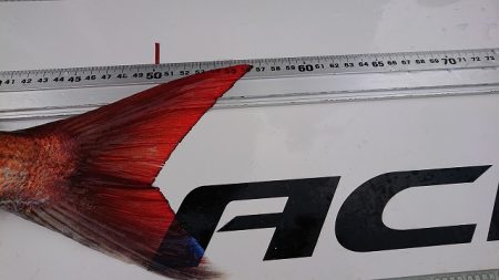 フィッシングボートACE（エース） 釣果