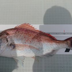 フィッシングボートACE（エース） 釣果