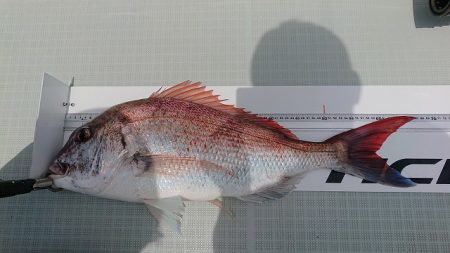 フィッシングボートACE（エース） 釣果