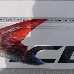 フィッシングボートACE（エース） 釣果