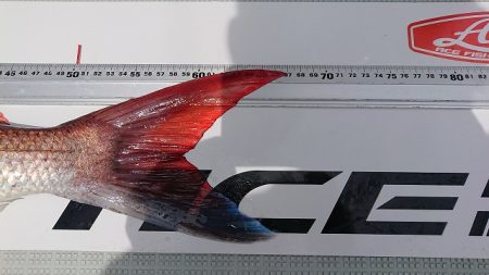 フィッシングボートACE（エース） 釣果