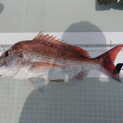 フィッシングボートACE（エース） 釣果