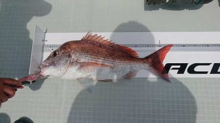 フィッシングボートACE（エース） 釣果