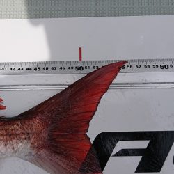 フィッシングボートACE（エース） 釣果