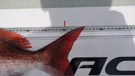 フィッシングボートACE（エース） 釣果