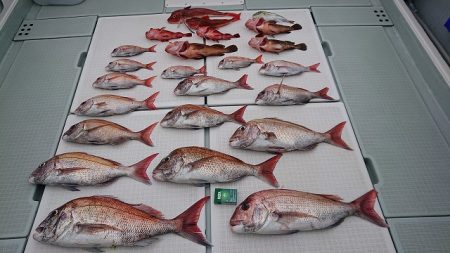 フィッシングボートACE（エース） 釣果