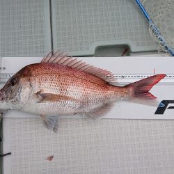 フィッシングボートACE(エース) 釣果