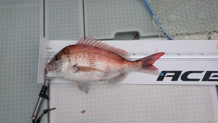 フィッシングボートACE(エース) 釣果