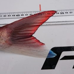 フィッシングボートACE(エース) 釣果