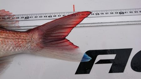 フィッシングボートACE(エース) 釣果