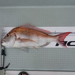 フィッシングボートACE(エース) 釣果