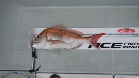 フィッシングボートACE(エース) 釣果