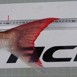 フィッシングボートACE(エース) 釣果