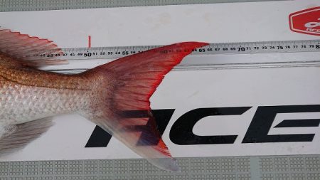 フィッシングボートACE(エース) 釣果