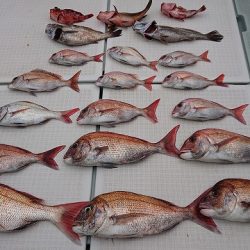 フィッシングボートACE(エース) 釣果