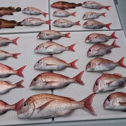 フィッシングボートACE(エース) 釣果