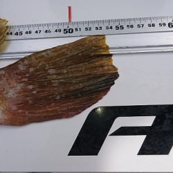 フィッシングボートACE(エース) 釣果