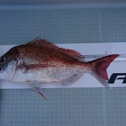 フィッシングボートACE(エース) 釣果