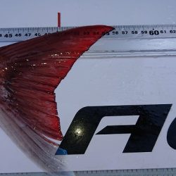 フィッシングボートACE(エース) 釣果