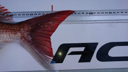 フィッシングボートACE(エース) 釣果