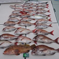 フィッシングボートACE(エース) 釣果