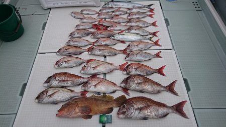 フィッシングボートACE(エース) 釣果